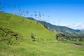 Valle de Cocora, Salento, QuindÃÂ ÃÂ­o, Colombia